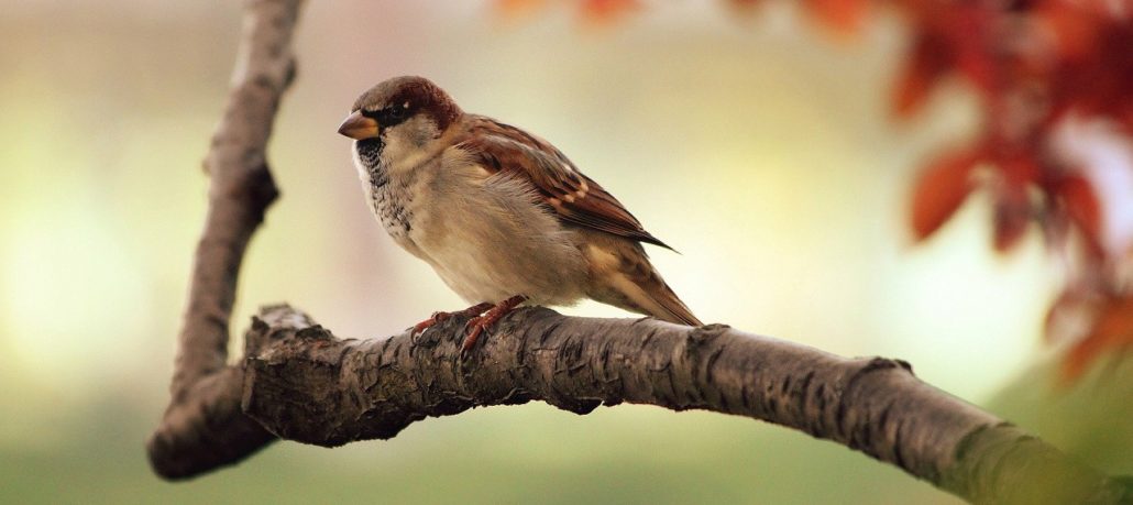sparrow 9950 1920