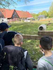 Schüler beobachten Schafe auf Wiese