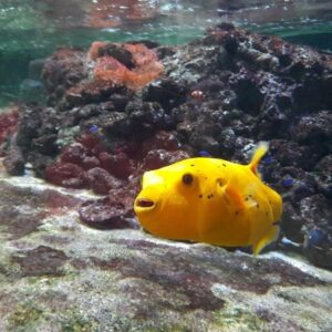 Gelber Fisch schwimmt im Meer