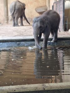 Elefantenbaby trinkt Wasser
