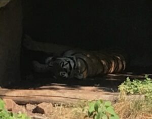 Tiger liegt faul im Schatten im Tierpark Hagenbeck