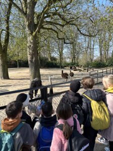 Kinder stehen am Zaun und schauen Alpakas an