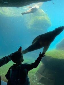 Seehunde unter Wasser im Tierpark Hagenbeck