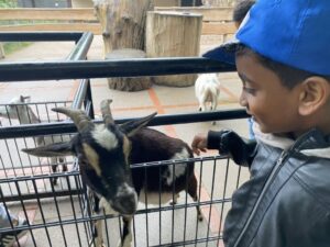 Junge mit Cap streichelt Ziege im Tierpark Hagenbeck