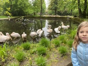 Flamingos im Tierpark Hagenbeck