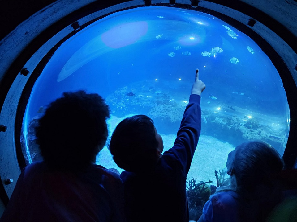Kinder zeigen mit Finger auf Fische im Tropen-Aquarium