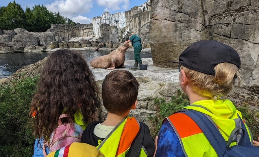 Kinder schauen der Walrossfütterung im Tierpark zu