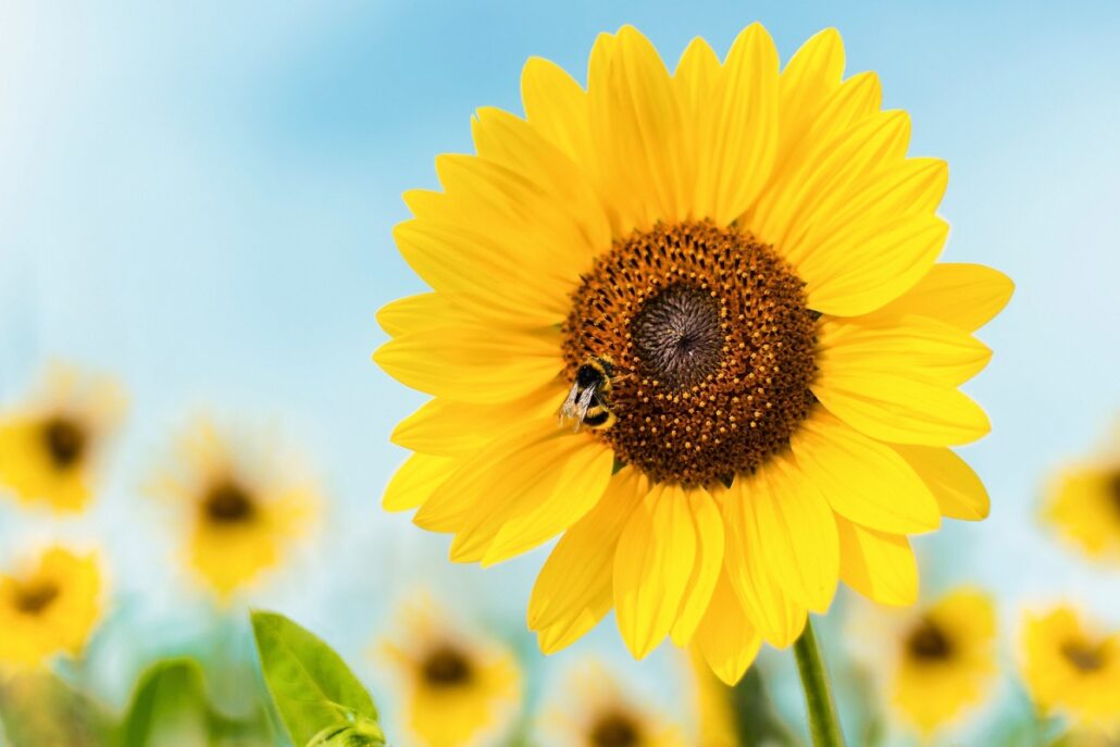 Nahaufnahme einer Sonnenblume mit Biene darauf