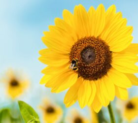 Nahaufnahme einer Sonnenblume mit Biene darauf