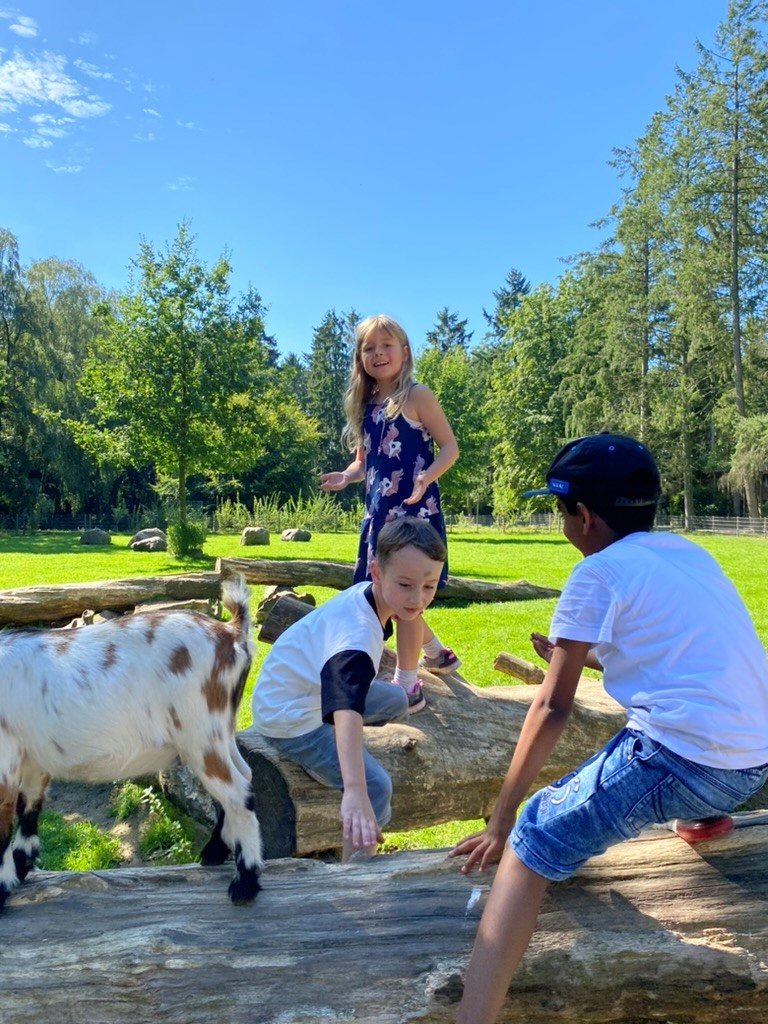 Schüler*innen im Wildpark Schwarze Berge füttern Ziegen
