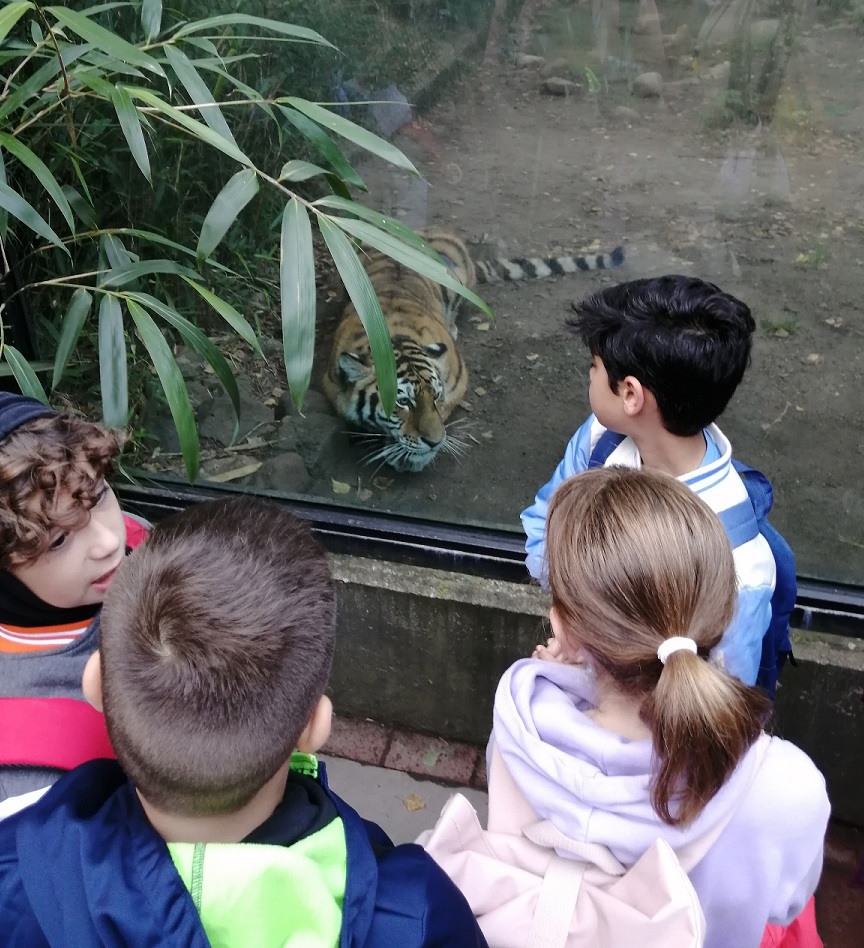 SuS schauen sich Tiger an im Tierpark Hagenbeck