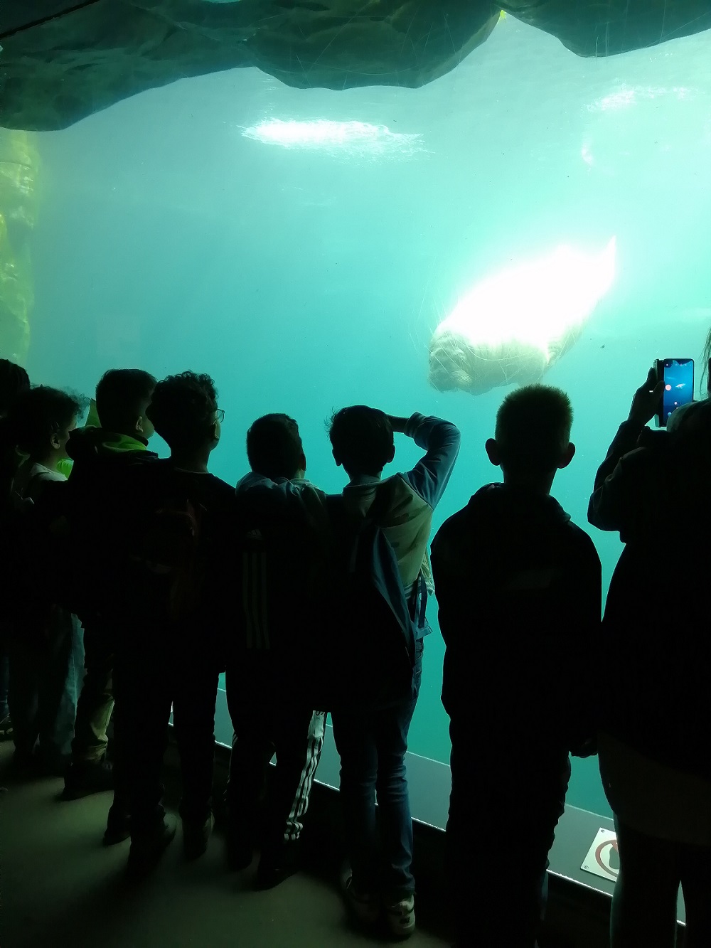 Kinder stehen vor Aquarium Wand und schauen sich ein Walross an