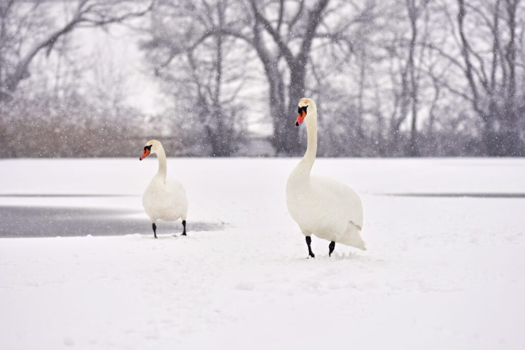 schwane im winter schones vogelbild der winternatur mit schnee
